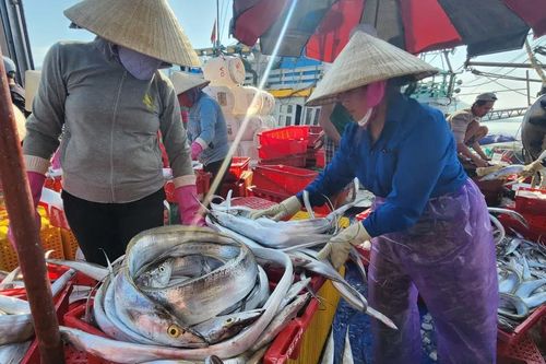 Một tàu của ngư dân 2 lần trúng đậm hàng tấn cá hố