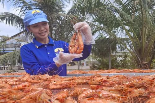 ĐBSCL: Nhộn nhịp sản xuất khô cá, tôm dịp Tết