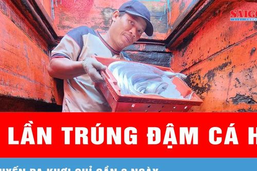 Ngư dân chia sẻ về 2 lần trúng đậm hàng tấn cá hố