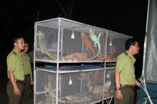 An Giang: Tiêu hủy 191 cá thể rồng Nam Mỹ