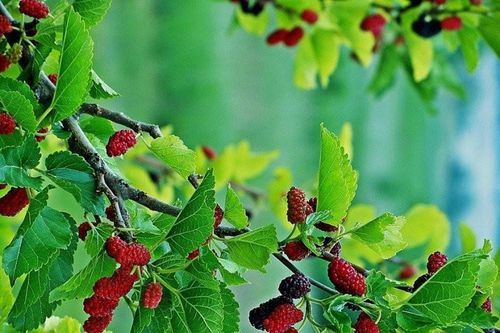 Những loại cây không nên trồng trong vườn nhà dịp đầu năm mới