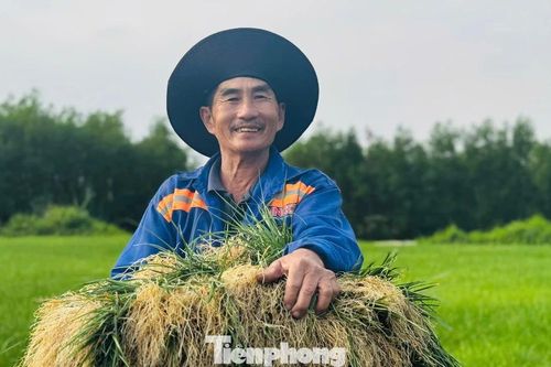 'Thủ phủ' kiệu xứ Quảng rộn ràng vào vụ thu hoạch Tết