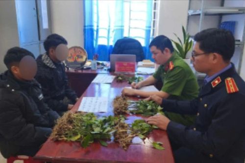 Hai đối tượng trộm 100 cây sâm Ngọc Linh