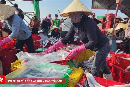 Ngư dân trúng đậm hàng tấn cá hố