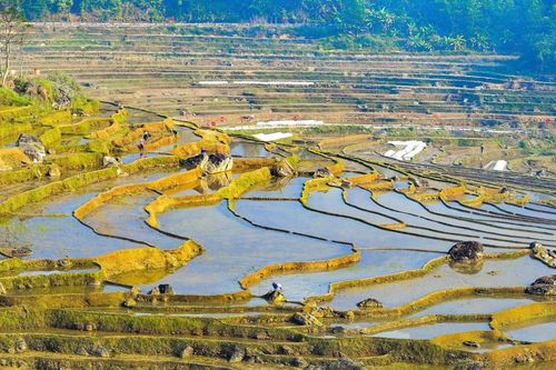 Khách Tây thích thú check-in ruộng bậc thang mùa đổ nước ở Pù Luông