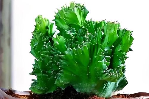 Ngọc kỳ lân: Cây cảnh trấn trạch, dễ trồng, hợp nhiều gia chủ