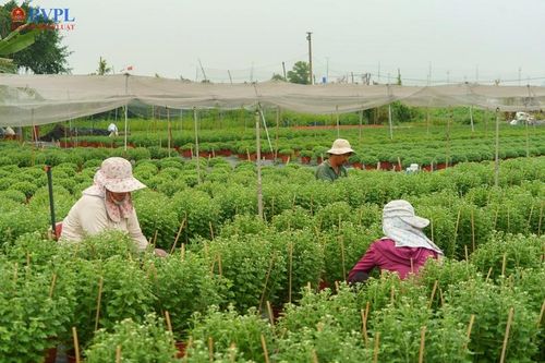 Làng hoa lớn nhất TP Hồ Chí Minh tất bật vào vụ Tết