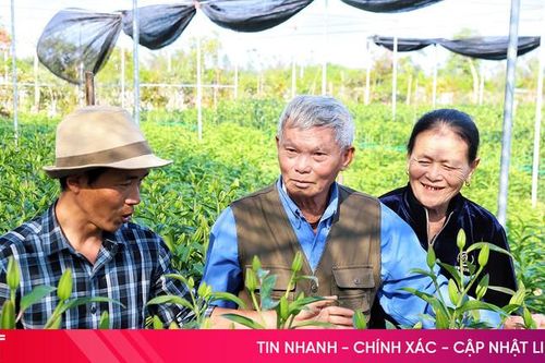 Hàng vạn gốc ly, lay ơn ở Tiên Điền hứa hẹn nở đẹp dịp Tết