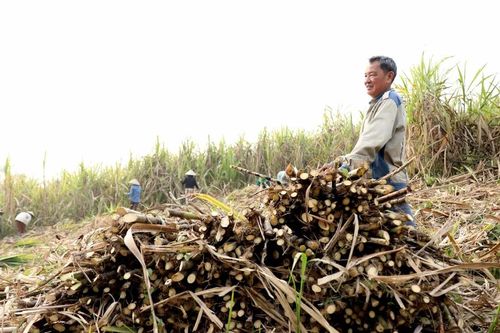 Tuyên Quang: Người nông dân rộn ràng vào vụ thu hoạch mía