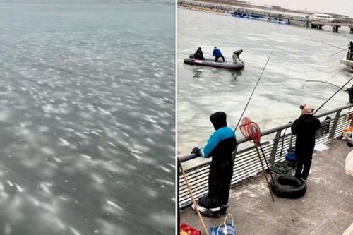 Cá đóng băng trên mặt nước, người dân thi nhau ra bắt