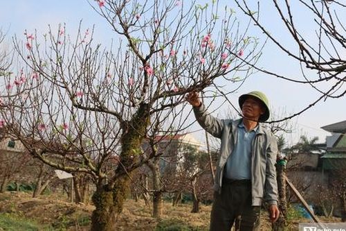 Không bán đào, anh nông dân vẫn bỏ túi hơn nửa tỷ đồng mùa Tết nhờ dịch vụ đặc biệt này