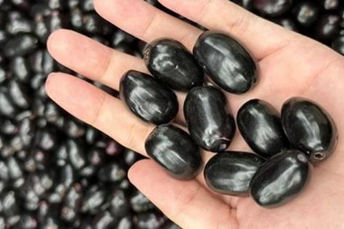 Quả dại Việt Nam nay thành đặc sản xuất ngoại, giá nửa triệu/kg vẫn đắt hàng