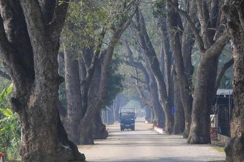 Hàng xà cừ trăm tuổi 'độc nhất' trên đường lên di tích Am Tiên