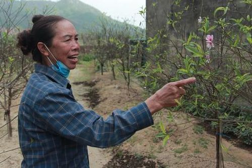 Làng đào Hà Tĩnh 'nín thở' chờ vào vụ Tết
