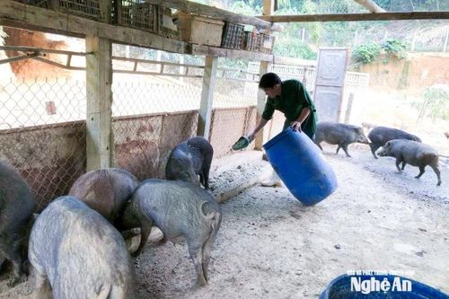 Cận Tết, đặc sản nuôi Nghệ An hút khách giá vẫn đứng vững