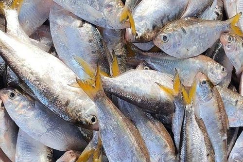Loại cá là đặc sản bơi ngược sông Hồng đẻ trứng vào mùa xuân, thịt béo mềm kho cà ăn cực ngon