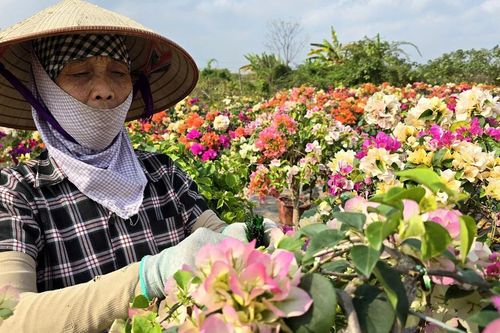 Thủ phủ hoa giấy miền Bắc rực rỡ khoe sắc, nông dân thấp thỏm chờ khách