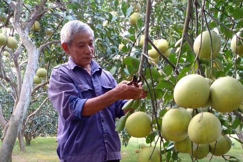 Thế hệ trẻ và sứ mệnh 'cầu nối' chuyển đổi số trong nông nghiệp