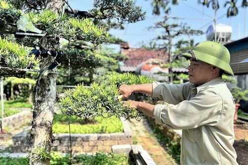 Nghệ nhân cây cảnh đất Hợp Tiến