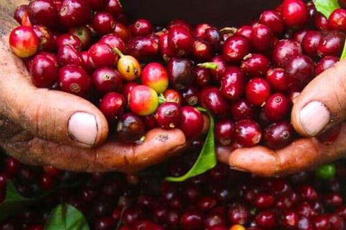 Thương mại Việt Nam - Nhật Bản lần đầu tiên vượt ngưỡng 50 tỷ USD