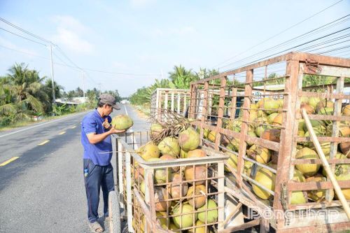 Giá dừa khô giảm sâu, nhà vườn gặp khó