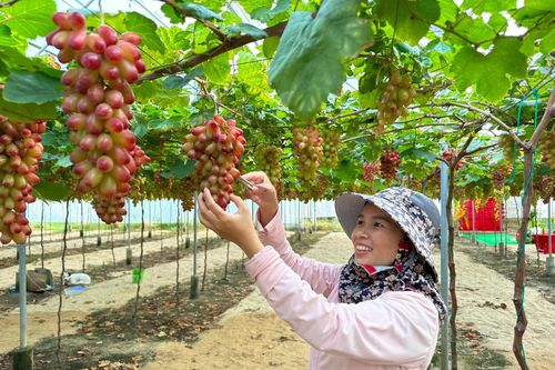 Nông dân Vĩnh Hải vào mùa nho Tết