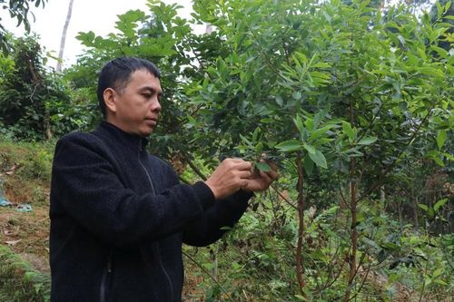 Đưa 'vàng xanh' vào tách trà