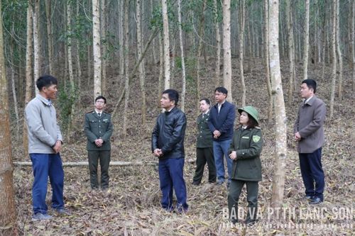 Khảo sát trồng cây gỗ lớn tại xã Tuấn Sơn, Hữu Lũng