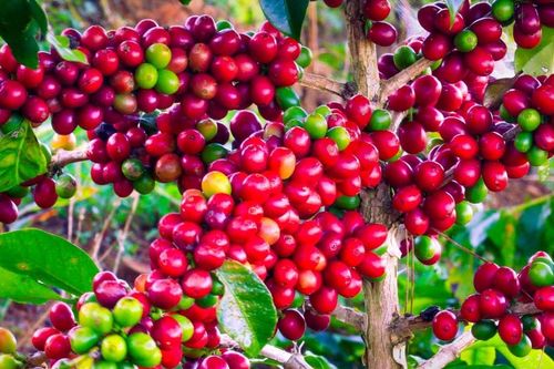 Cuộc hồi sinh của cà phê Arabica Cầu Đất