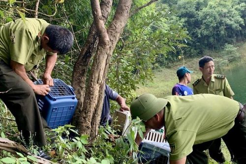 Lâm Đồng bảo vệ nghiêm ngặt động vật hoang dã
