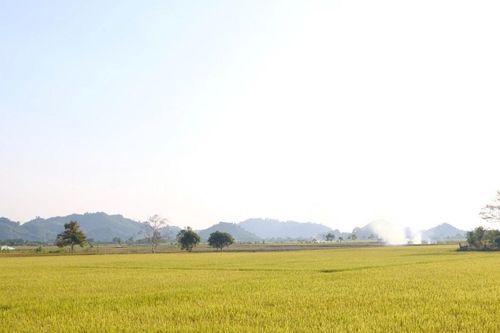 Mùa vàng sớm trên cánh đồng Đạ Tẻh