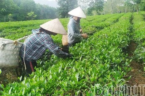Phát triển cây chè ở Văn Miếu