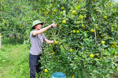 Đánh thức vùng gò đồi Cao Quảng