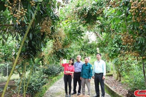 Đa dạng hóa các loại cây trồng nâng cao thu nhập