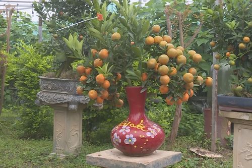 Quất cảnh Tứ Liên khoe sắc đón xuân