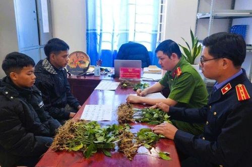 Đối tượng chuyên trộm cắp ở vùng sâm Ngọc Linh sa lưới, hé lộ danh tính