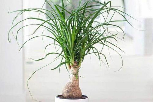 Loại cây trồng mang thịnh vượng, tốt phong thủy, lợi sức khỏe