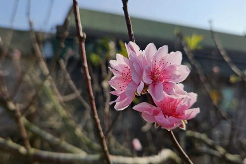 Thu nửa tỷ đồng mỗi năm từ mô hình cho thuê đào cổ thụ chơi tết Nguyên đán