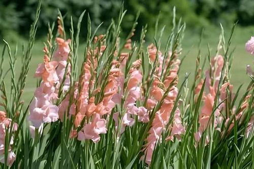 Những phương pháp đơn giản để hoa lay ơn tươi lâu ngày Tết
