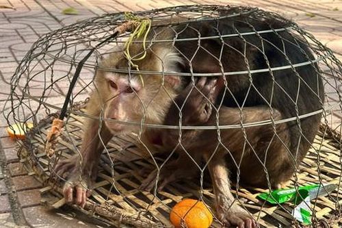 Hai cá thể khỉ quý hiếm bị thương, lạc vào rẫy người dân