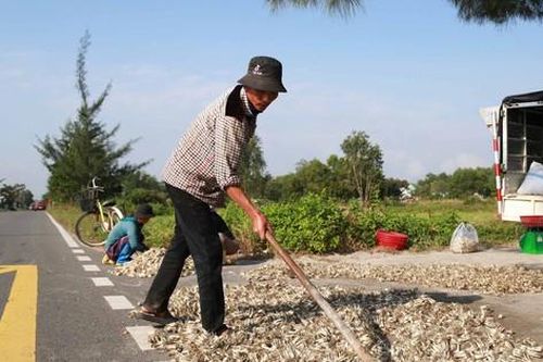 Giáp Tết, kiệu được giá, nông dân Đà Nẵng phấn khởi thu hoạch