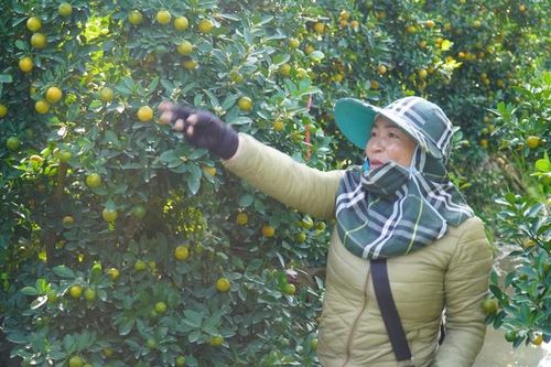 Vùng trồng quất lớn nhất xứ Thanh hồi sinh sau bão lũ