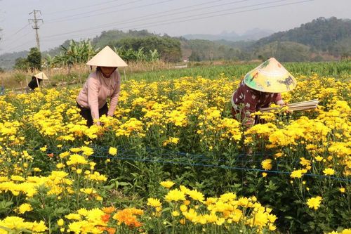 Vùng cao Tuyên Quang: Bếp lửa đang ấm lại