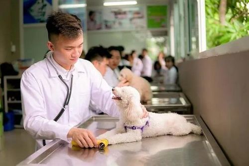 Bổ sung một số điều của các Nghị định trong lĩnh vực chăn nuôi và thú y