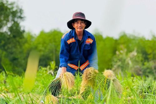 Mùa kiệu về trên đất Long Yên