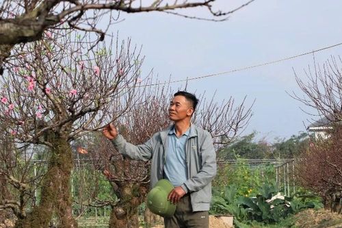 Cho thuê đào chơi Tết, nông dân ở Nghệ An thu về hàng trăm triệu đồng mỗi năm