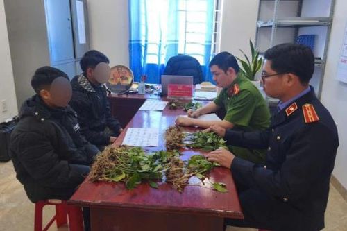 Liên tiếp bắt giữ nhiều đối tượng chuyên trộm sâm Ngọc Linh
