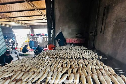 Làng cá nướng nổi tiếng tất bật vào vụ Tết