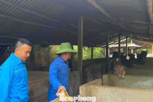 Cử nhân về bản, dựng sinh kế bền vững trên đồi