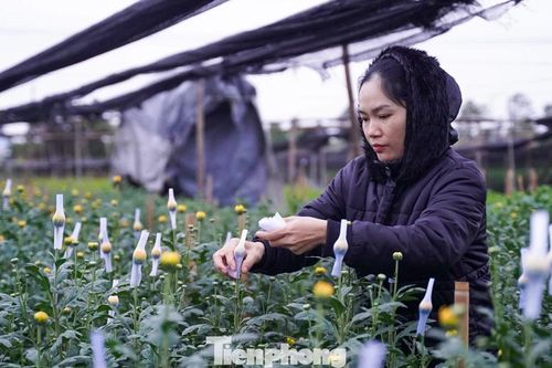 Người dân Hà Nội co ro xuống vườn chăm hoa Tết giữa giá rét 10 độ C